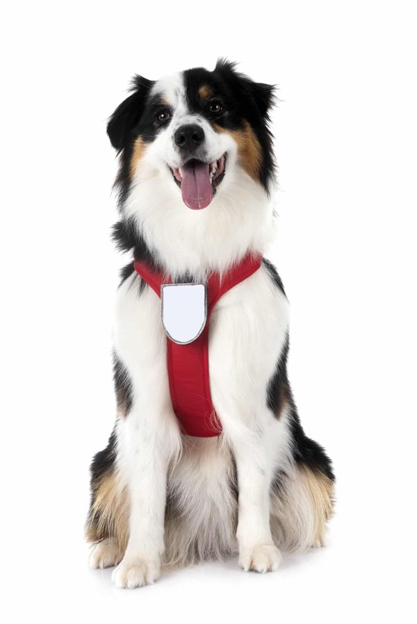 Customisation de voiture : comment personnaliser votre véhicule ?